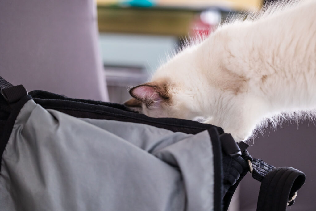 Katze begutachtet die Kameratasche
